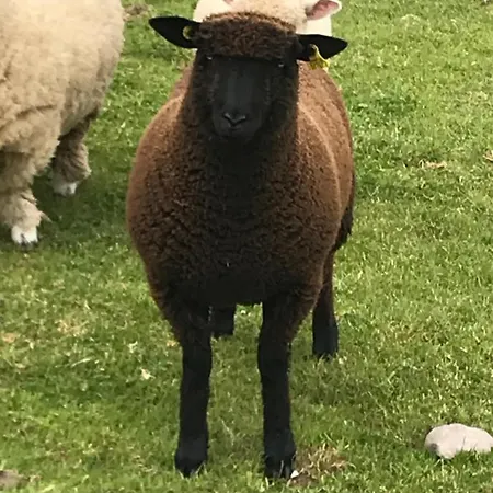 Ashes Seafood Restaurant Vendégház Dingle