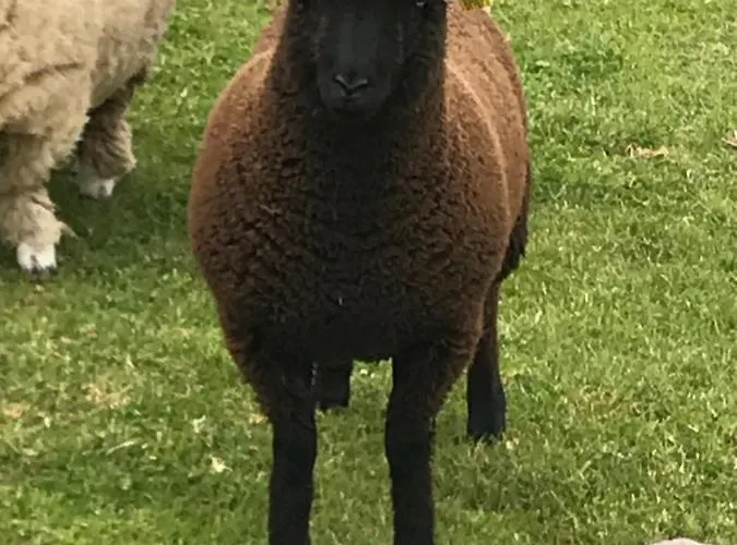 Ashes Seafood Restaurant Pensión Dingle